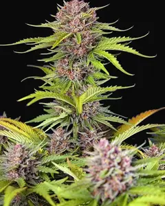 Mimosa Bruce Banner XL Auto