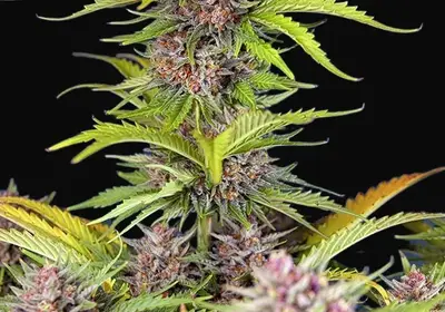 Mimosa Bruce Banner XL Auto