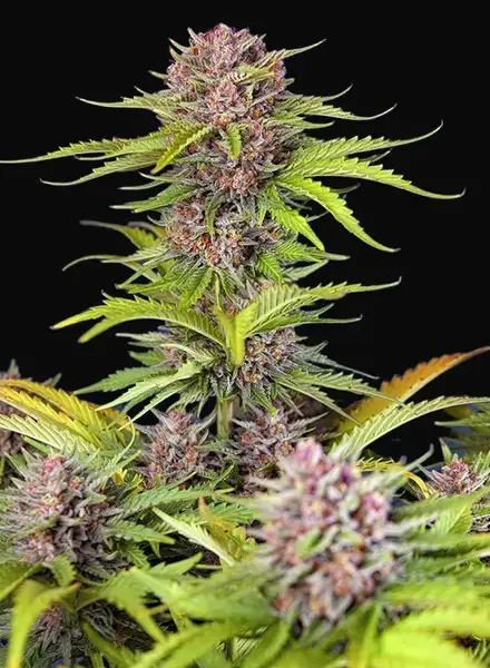 Mimosa Bruce Banner XL Auto