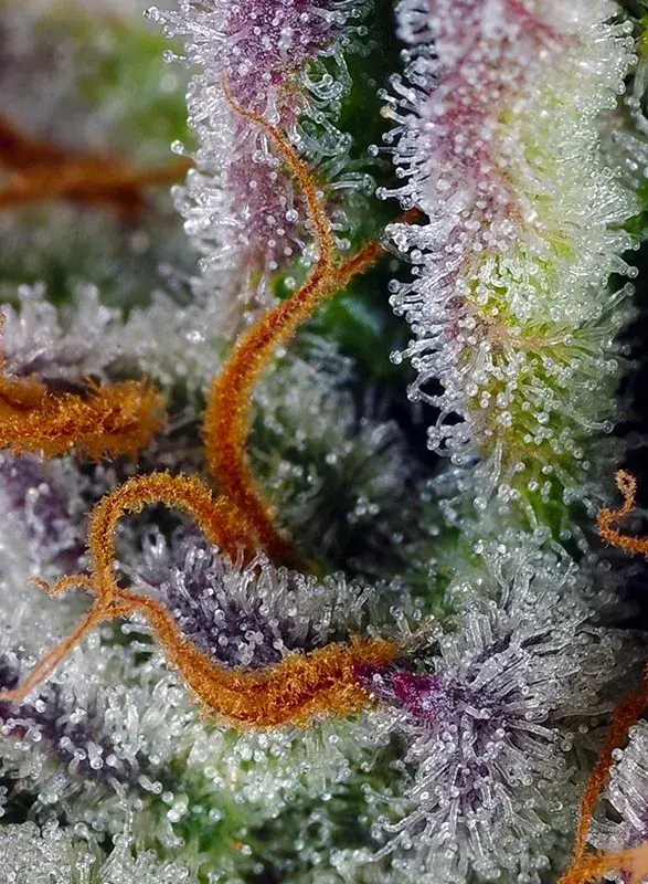 Mimosa Bruce Banner XL Auto — zdjęcie 3