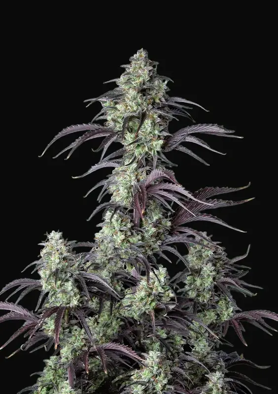 Mimosa Cake Auto