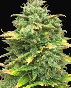 Mimosa Cake Auto