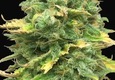 Mimosa Cake Auto