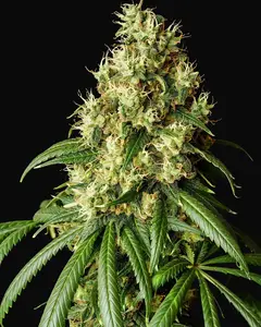 Mimosa Dream