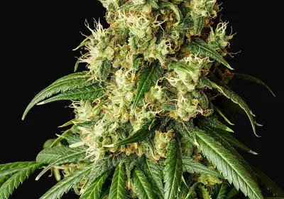 Mimosa Dream