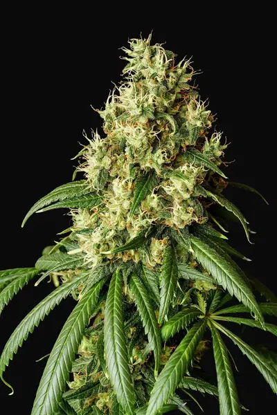 Mimosa Dream