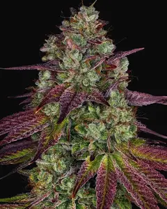 Mimosa Evo