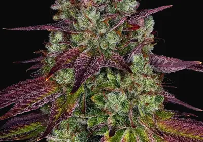 Mimosa Evo