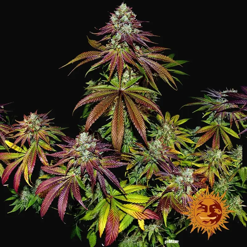 Mimosa Evo — zdjęcie 3