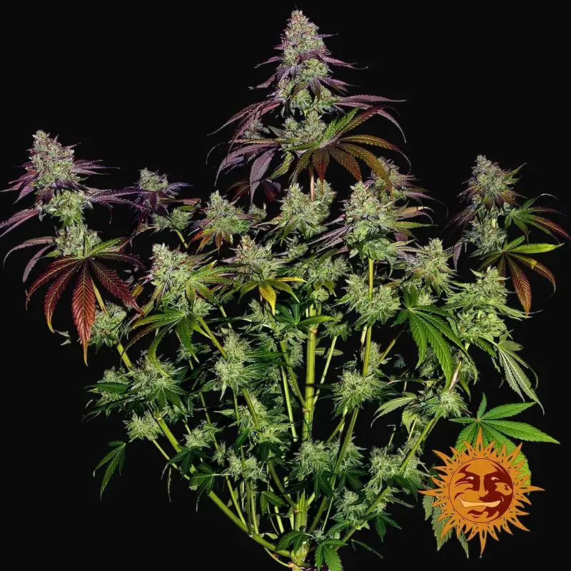 Mimosa Evo — zdjęcie 2