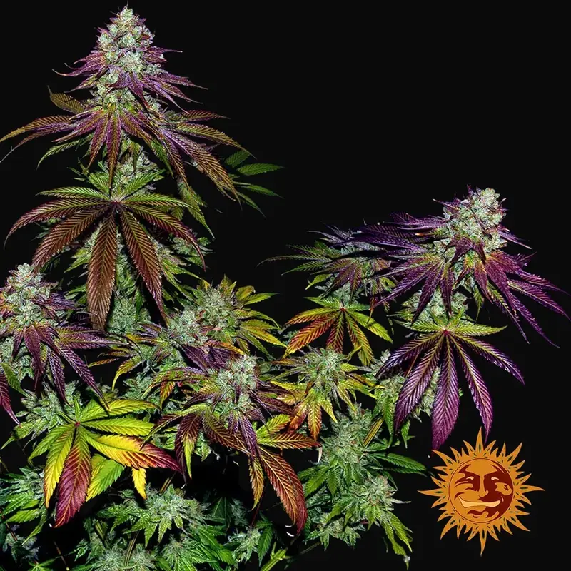 Mimosa Evo — zdjęcie 4