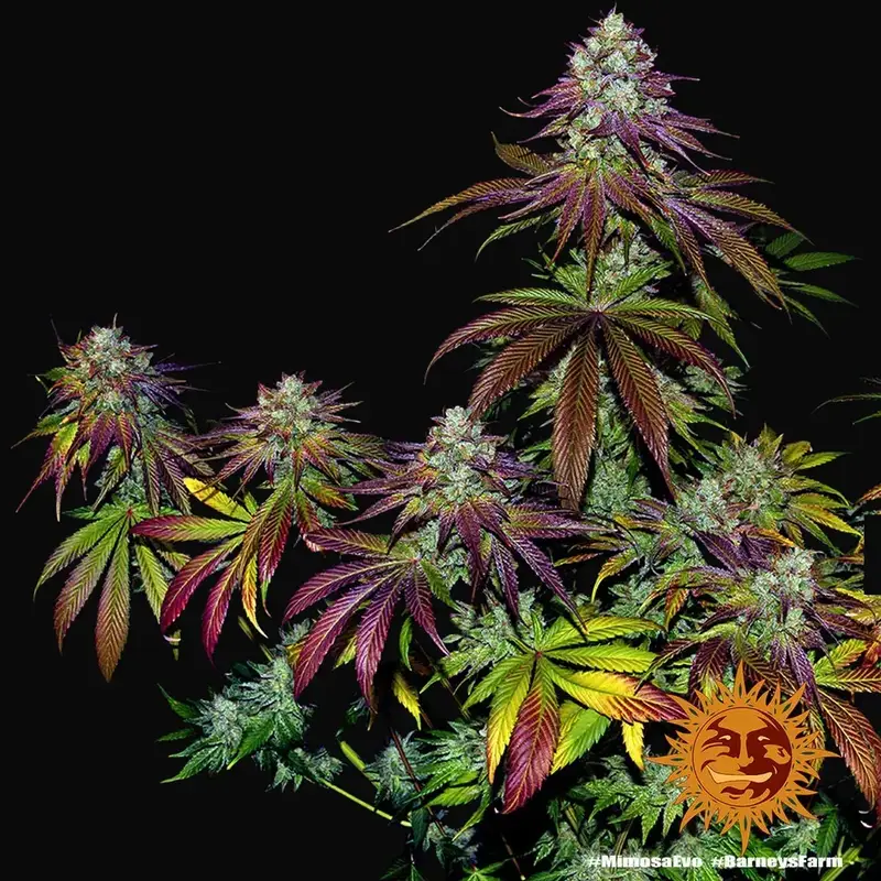 Mimosa Evo — zdjęcie 5