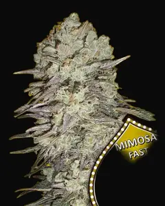 Mimosa Fast