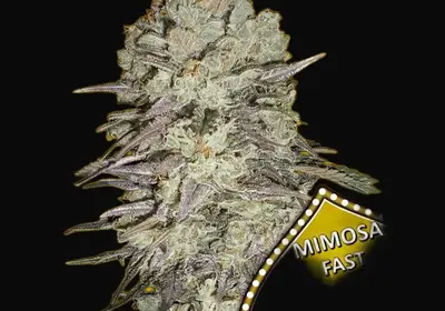 Mimosa Fast