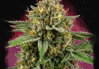 Mimosa