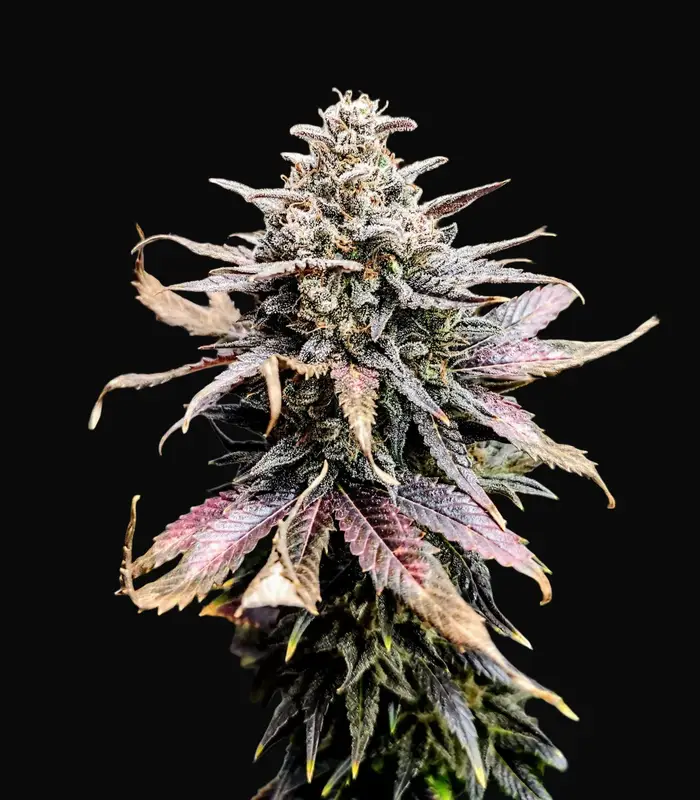 Mimosa