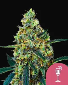 Mimosa