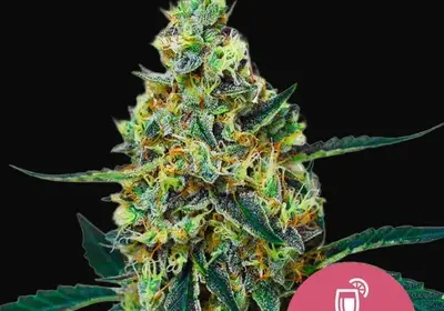 Mimosa
