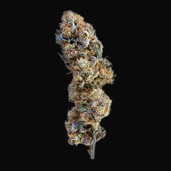 Mimosa — zdjęcie 8