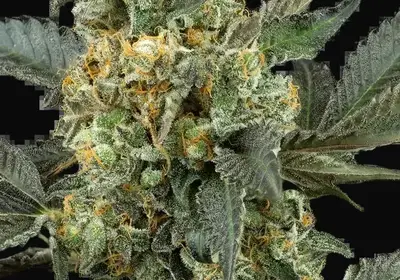 Mimosa Sunrise XXL Automatic