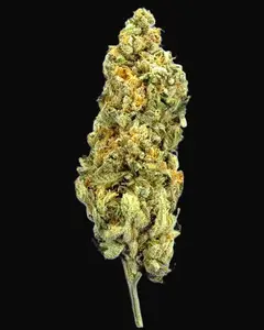 TB Mimosa