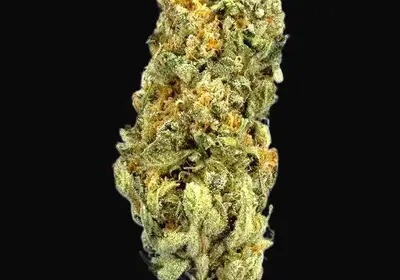 TB Mimosa
