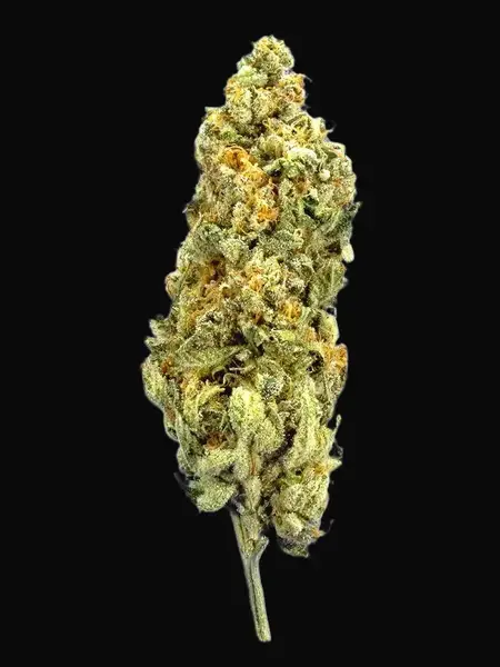 TB Mimosa