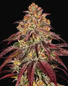 Mimosa X Orange Punch Auto