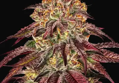 Mimosa X Orange Punch Auto