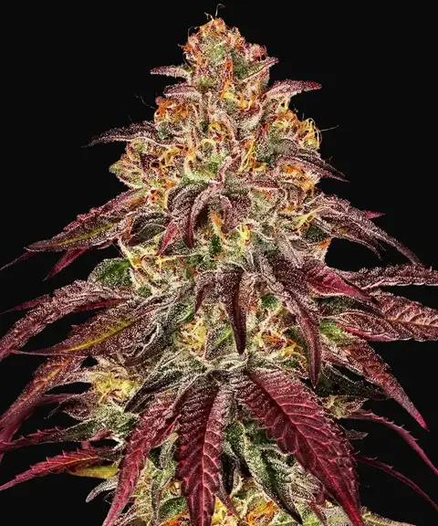Mimosa X Orange Punch Auto
