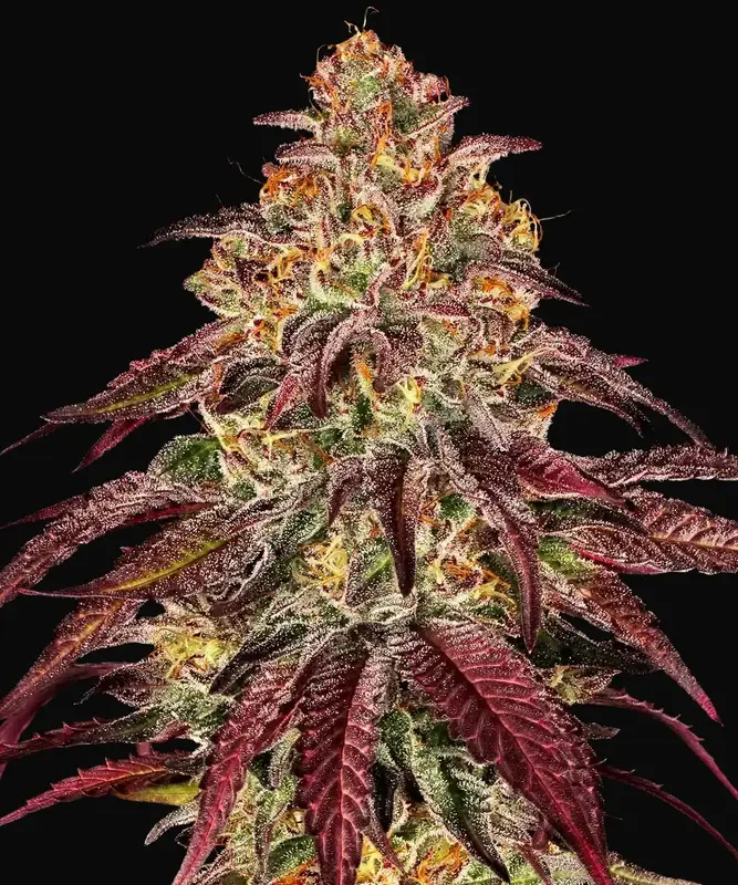Mimosa X Orange Punch Auto