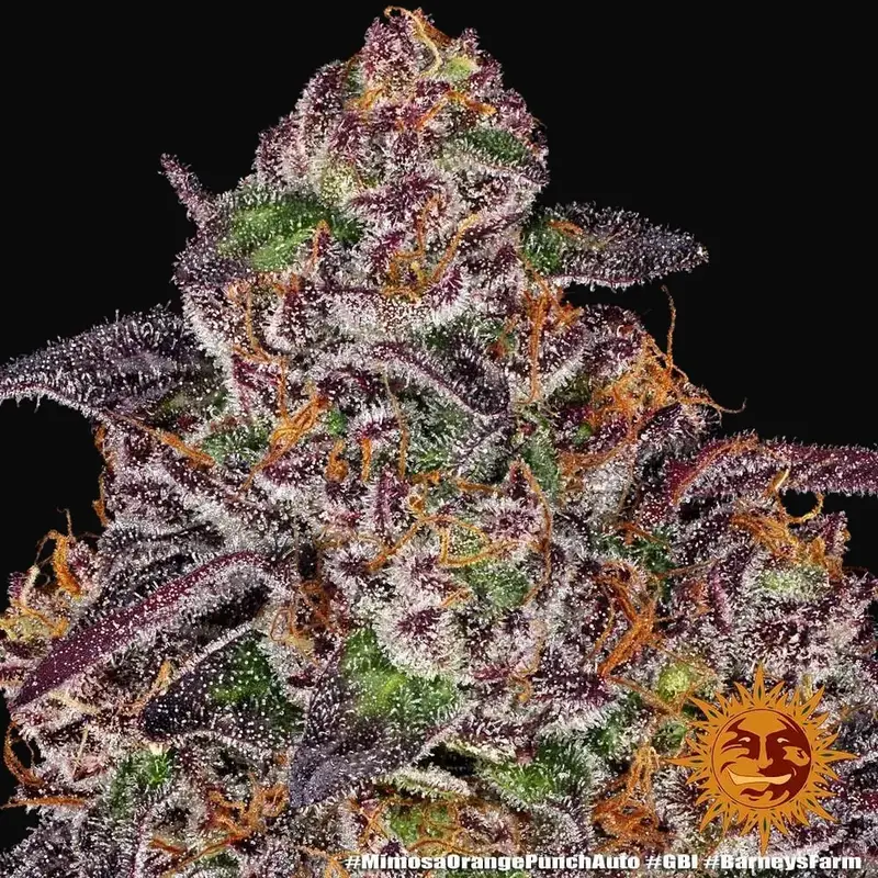 Mimosa X Orange Punch Auto — zdjęcie 2