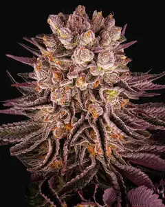 Mimosa X Orange Punch
