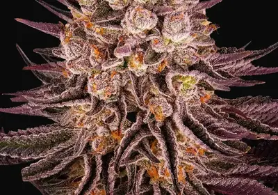 Mimosa X Orange Punch