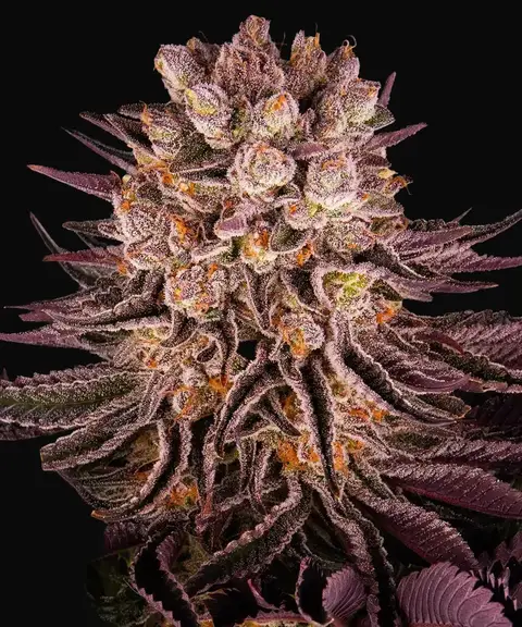 Mimosa X Orange Punch