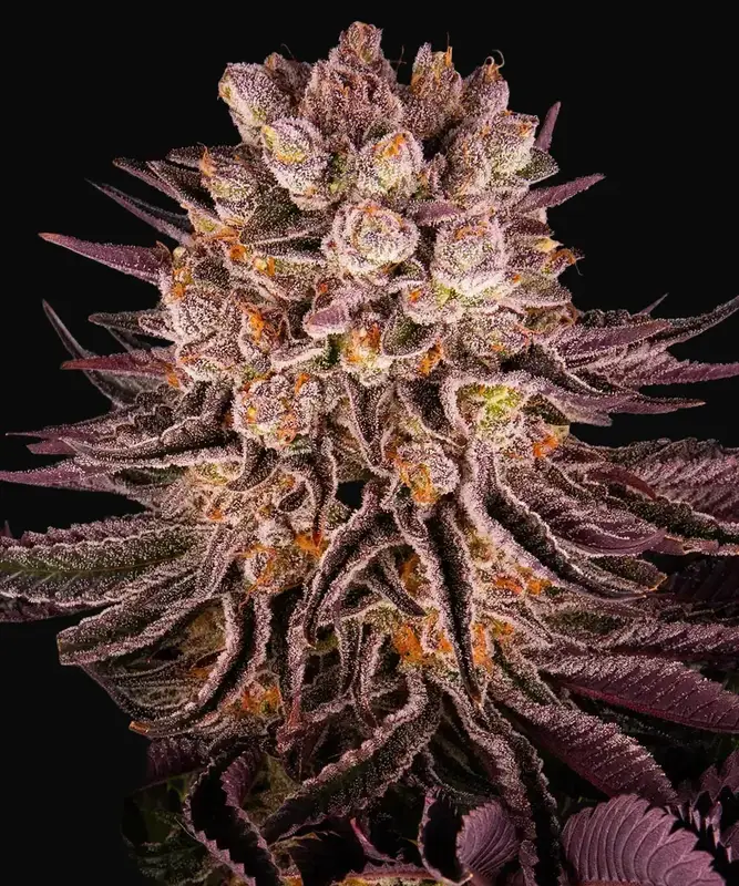 Mimosa X Orange Punch