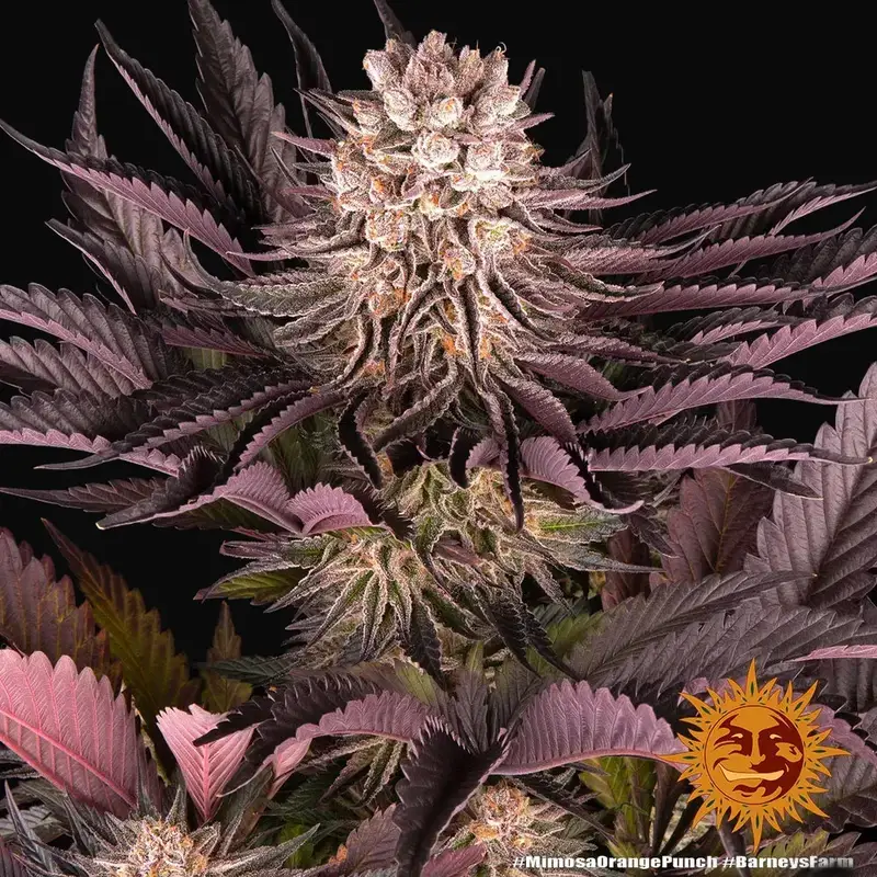 Mimosa X Orange Punch — zdjęcie 2