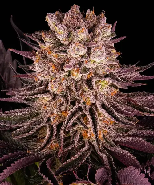 Mimosa X Orange Punch