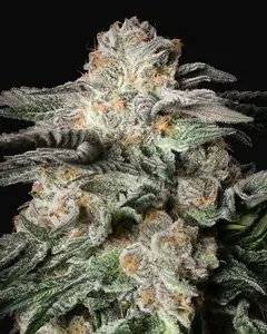Mint Candy