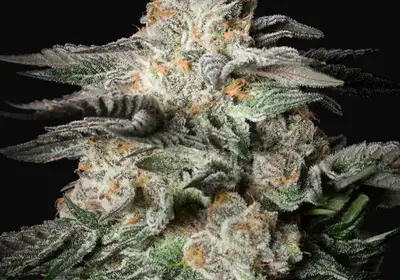 Mint Candy
