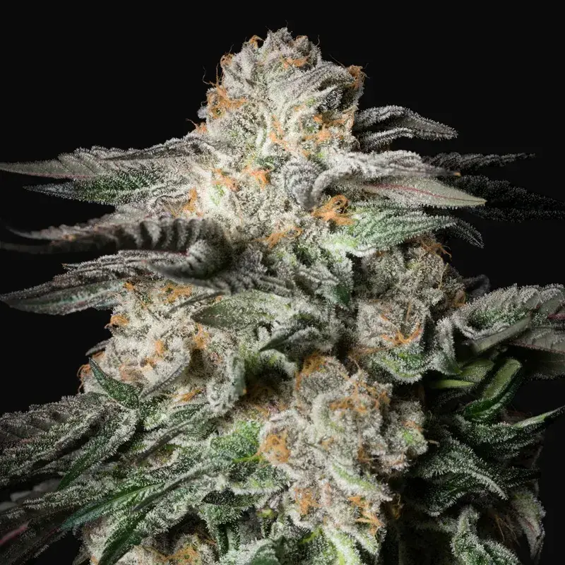 Mint Candy