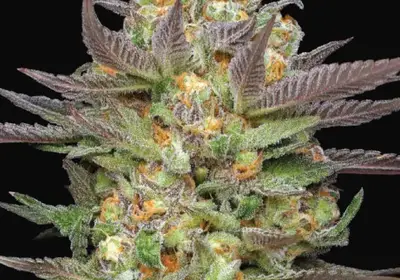 Mint Jelly Auto