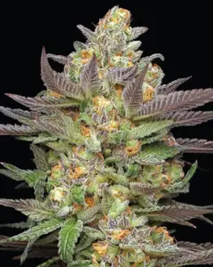 Mint Jelly Auto