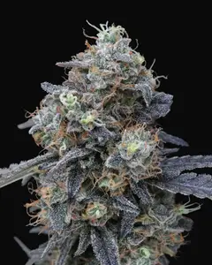 Minty Grape Kush