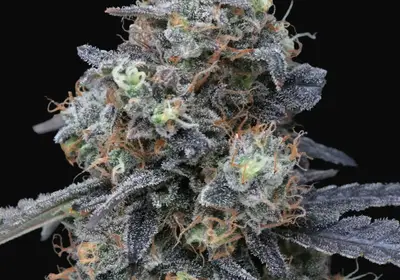 Minty Grape Kush