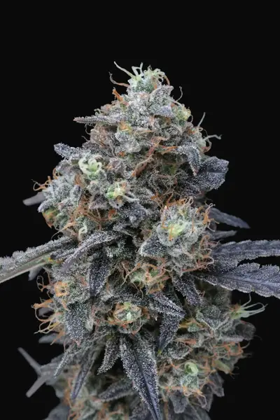 Minty Grape Kush