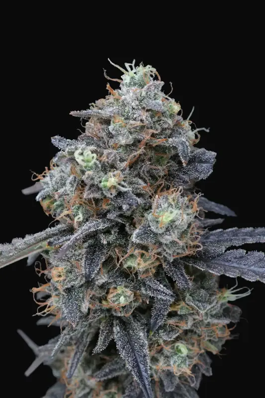 Minty Grape Kush