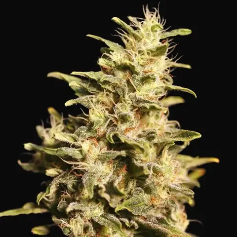 Missing In Barcelona