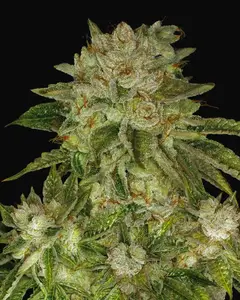 MK-Ultra Kush Regular