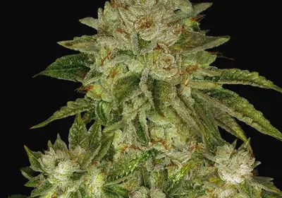 MK-Ultra Kush Regular